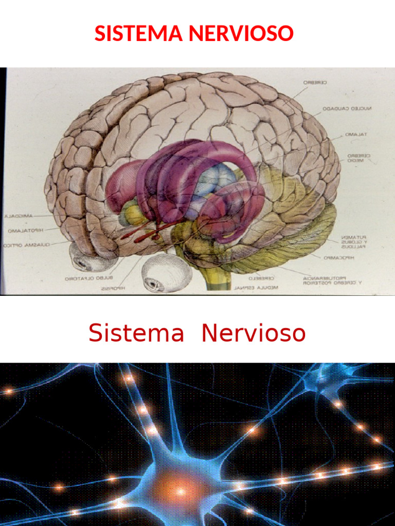Sistema Nervioso Clase No 1 | PDF | Sistema nervioso | Neurona