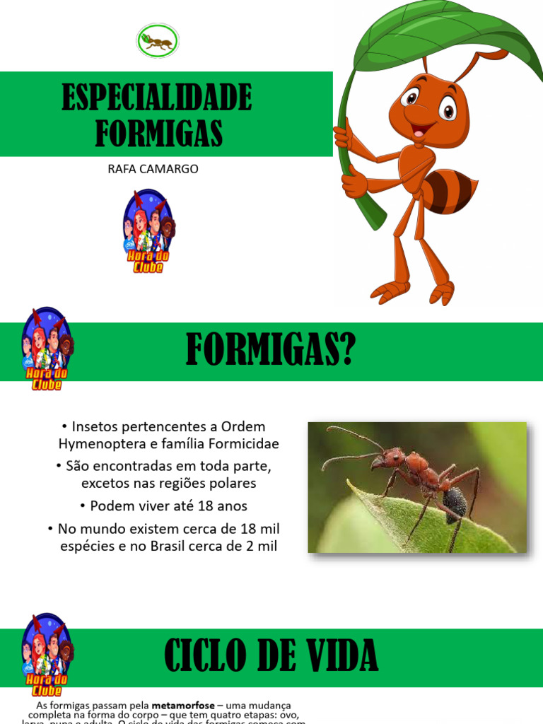 Anatomia e Ciclo de Vida das Formigas | PDF | Formiga | Insetos