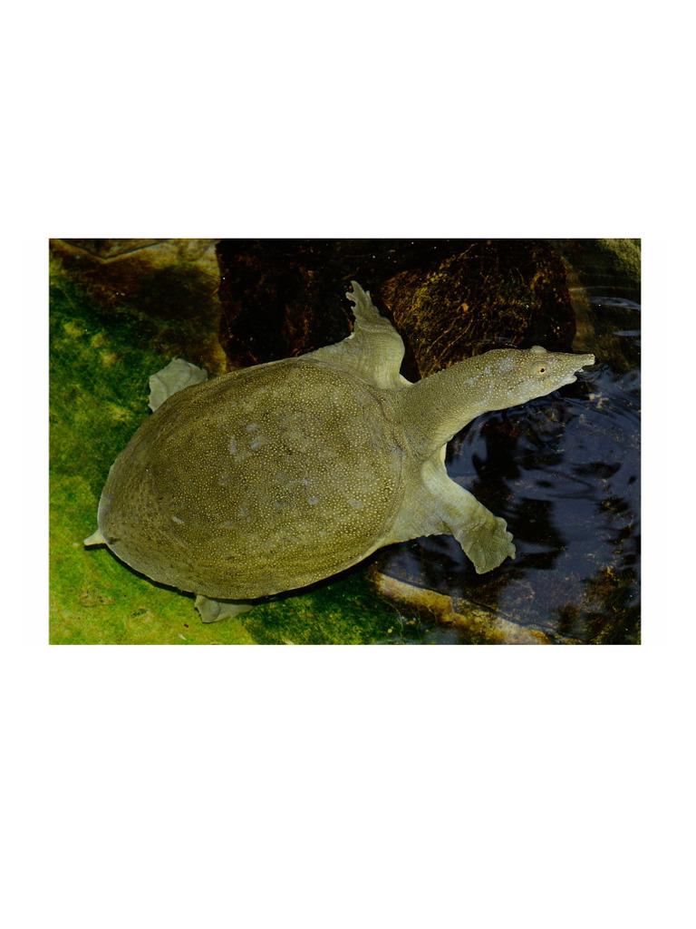 Turtle Photo | PDF
