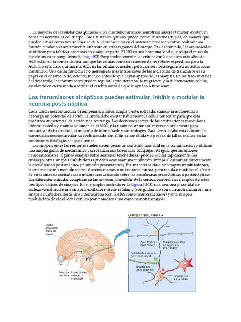 Funciones y tipos de sinapsis neuronales | PDF | Sinapsis | Neurona