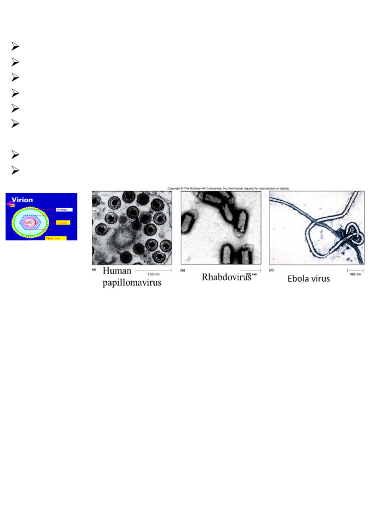 Structure and Types of Animal Viruses | PDF | Virus | Rna