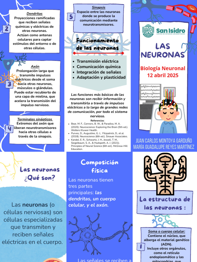 Neuronas | PDF | Neurona | Sinapsis