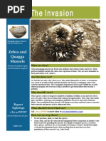 Switch ファイナルファンタジータクティクス -デラックスエディション Male Effects on Salmon Progeny Survival | PDF | Rainbow Trout