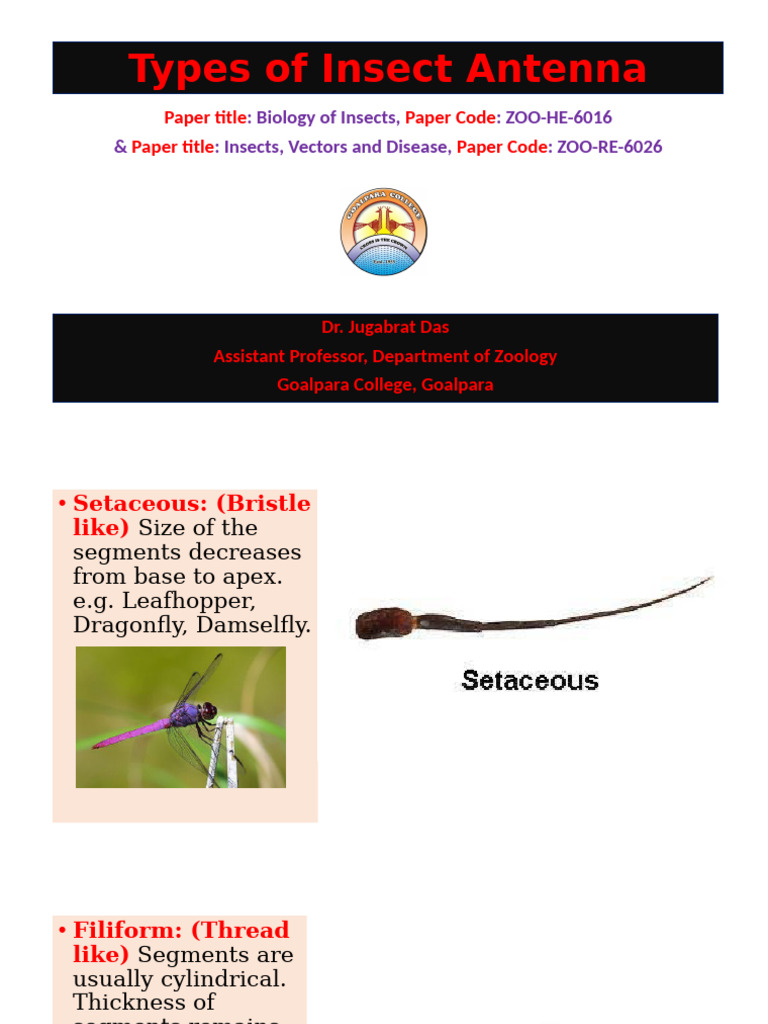 Types of Insect Antennae Explained | PDF