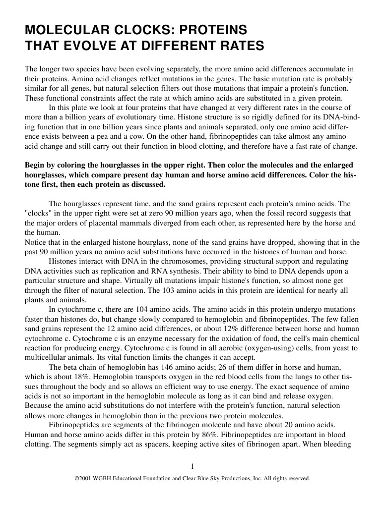 Molecular Clocks PDF Hemoglobin Point Mutation