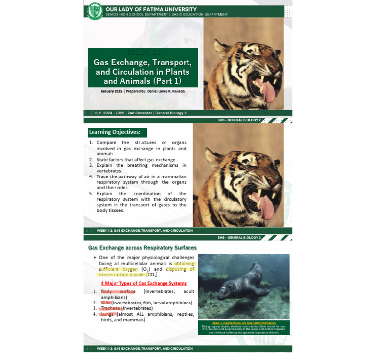 Fish Gills: Water Flow and Gas Exchange | PDF | Heart Valve | Artery