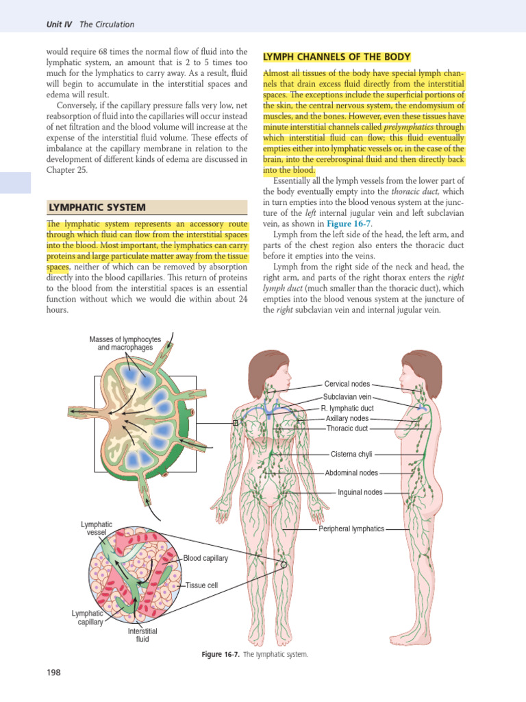 Understanding the Lymphatic System | PDF | Lymph | Capillary
