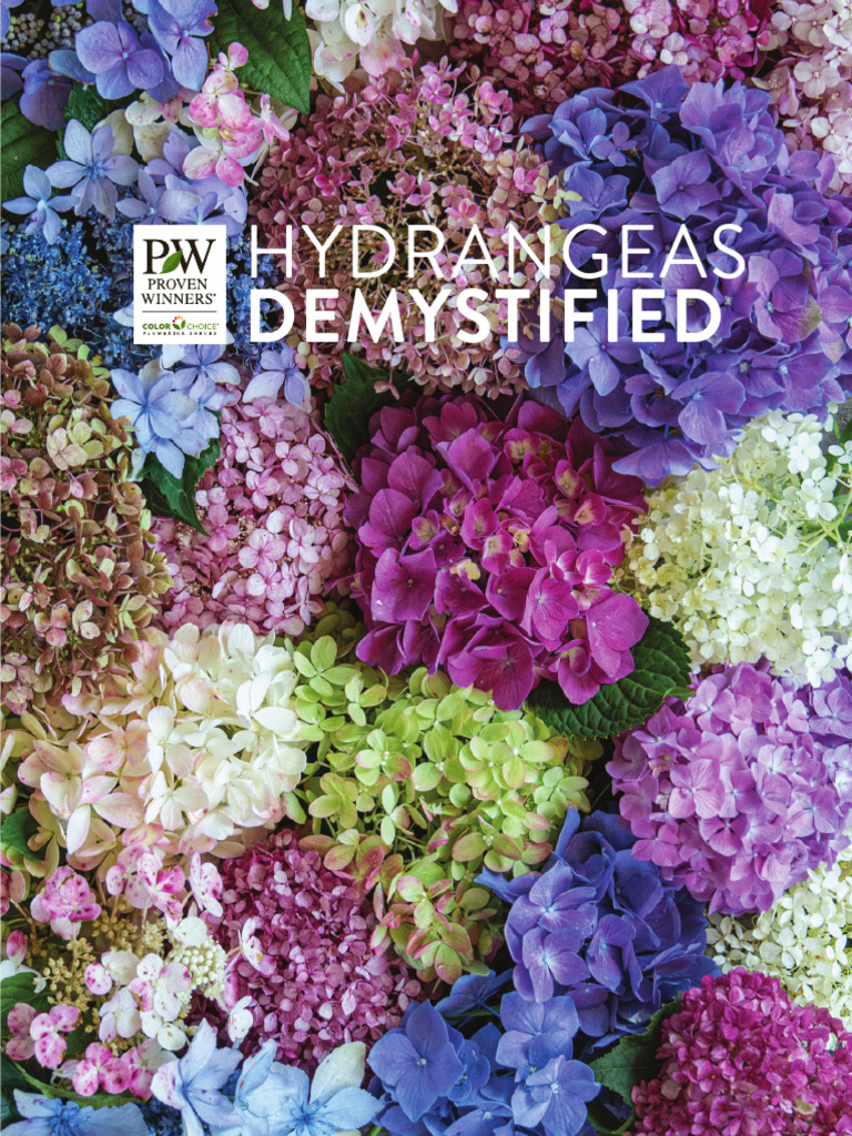 Hydrangeas Demystified Singles | PDF | Horticulture | Plants