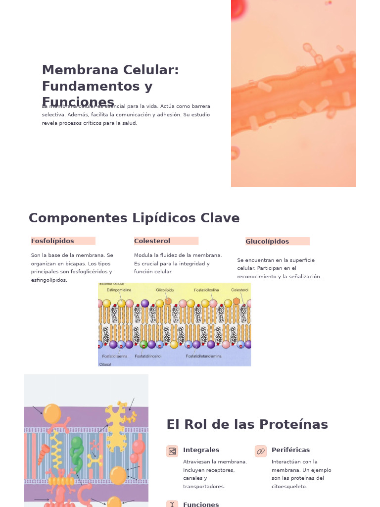 Funciones y Estructura de la Membrana Celular | PDF | Membrana celular ...