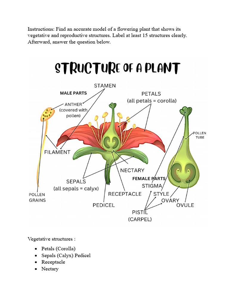 Flowering Plant Structure Guide | PDF