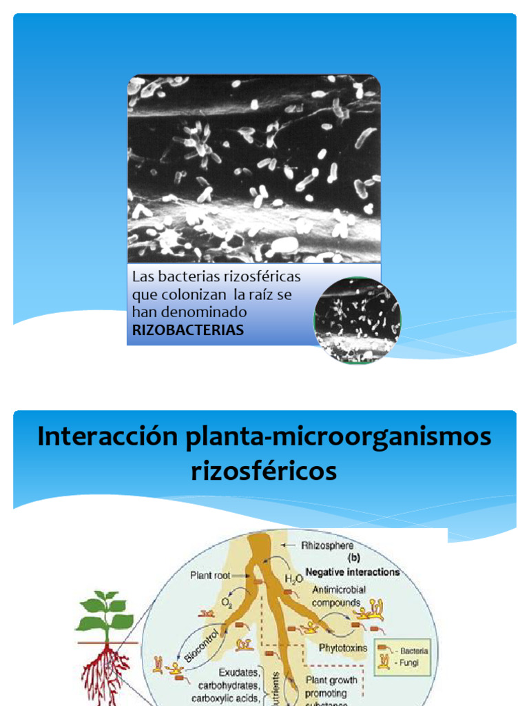 17PGPR y Azospirillum | PDF | Organismos | Biología