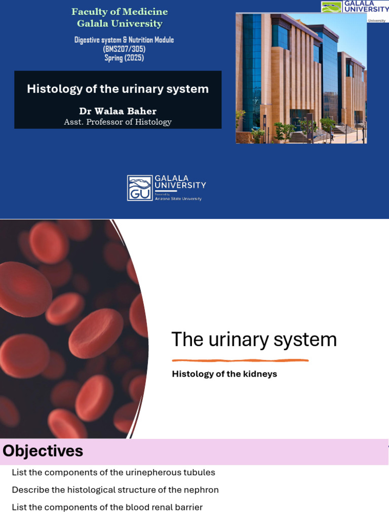 03 4 BMS305 BMS207 Histology Histology of The Urinary System Lec | PDF ...