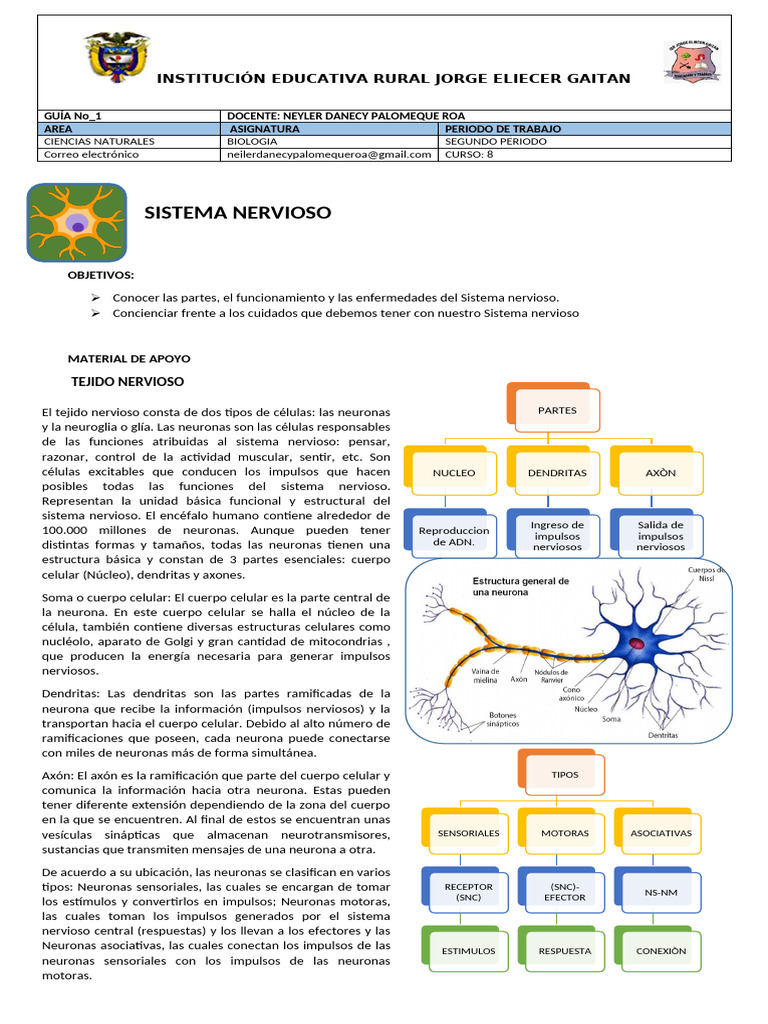 Partes y Funciones del Sistema Nervioso | PDF | Neurona | Sinapsis