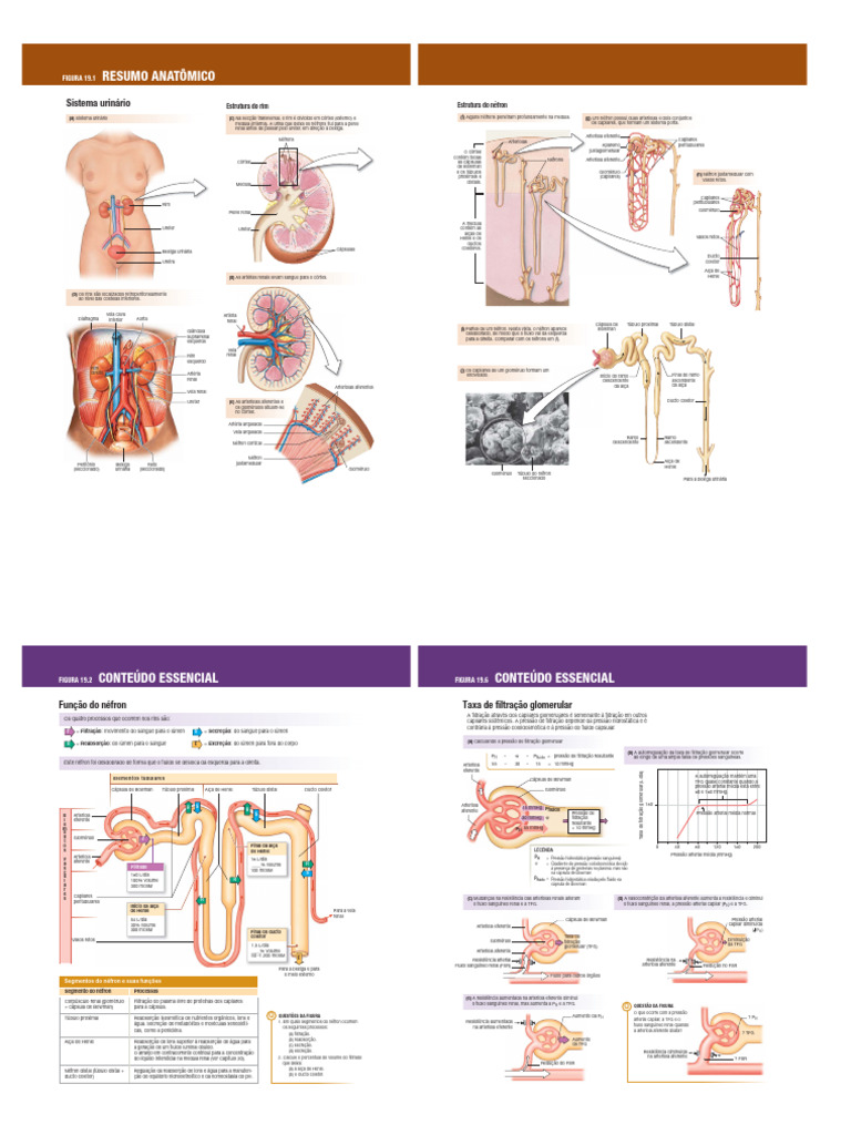 NEFROLOGIA, image size:768x1024