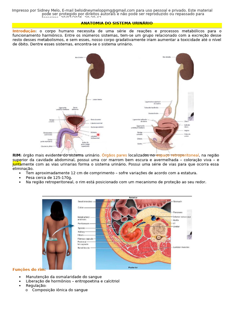 Anatomia do Sistema Urinário Humano | PDF | Rim | Anatomia animal