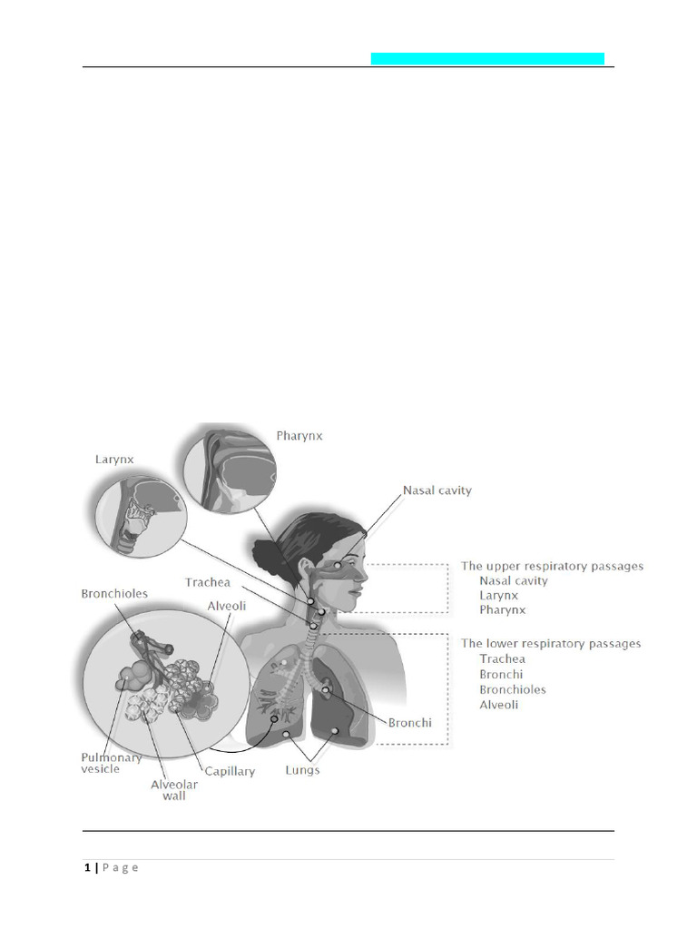 Mechanics of Breathing and Gas Exchange | PDF | Respiratory Tract ...