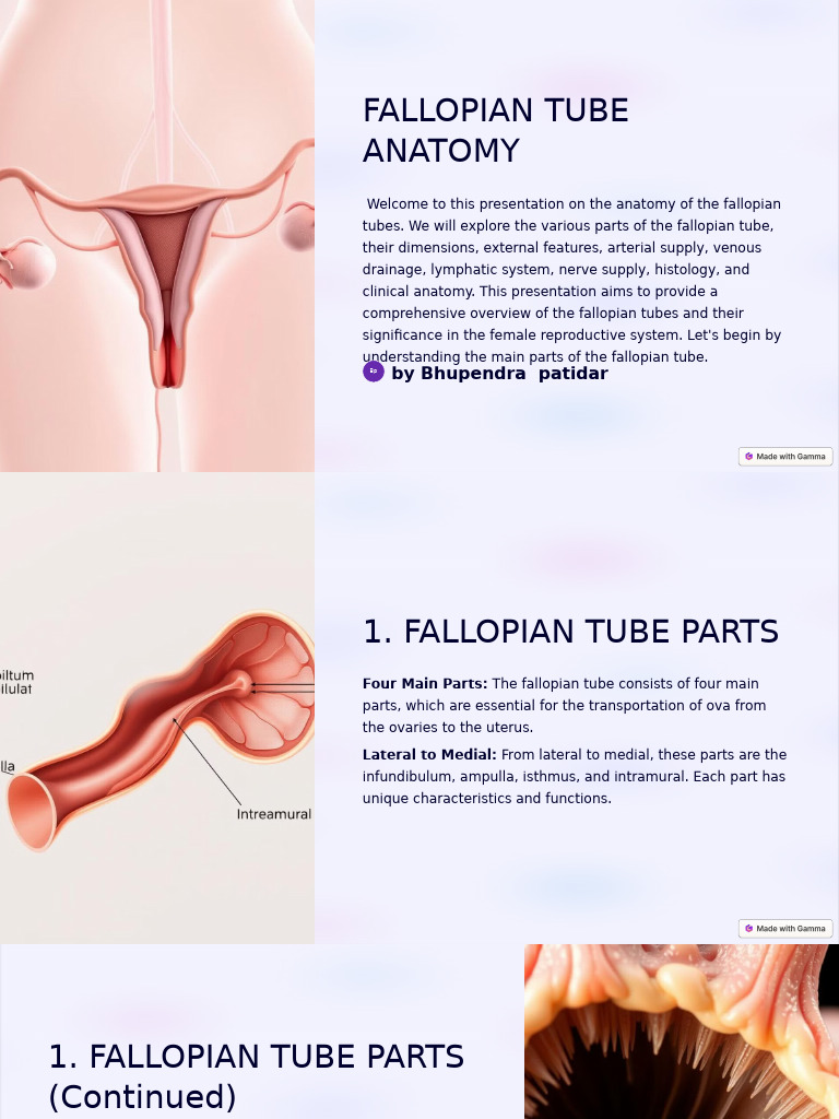 Fallopian Tube Anatomy Overview | PDF | Uterus | Female Mammals