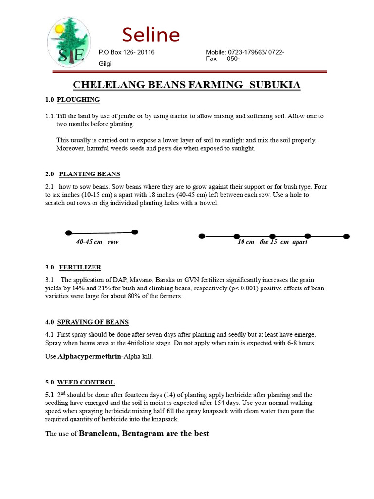 Sugar Beans Planting Guide South Africa | PDF | Sowing | Crops