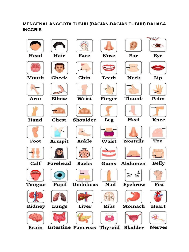 Mengenal Anggota Tubuh dalam Bahasa Inggris | PDF