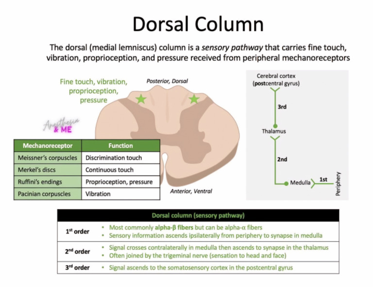 Dorsal Column | PDF