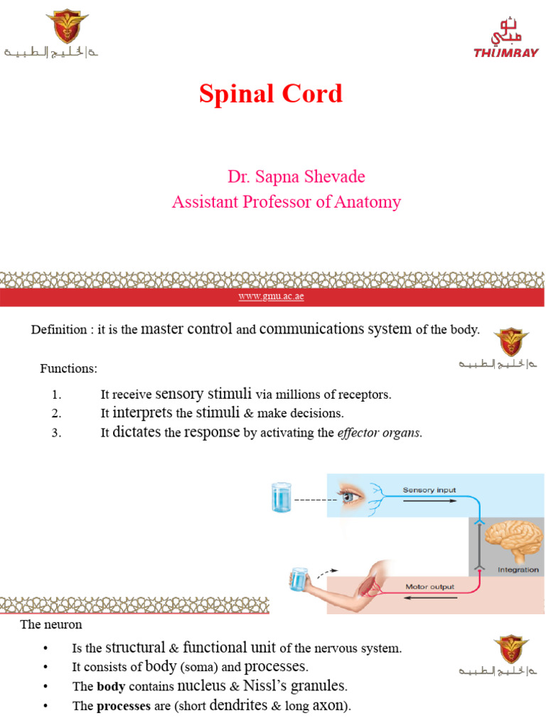 Spinal Cord (5) - .PDF 1 | PDF | Spinal Cord | Central Nervous System