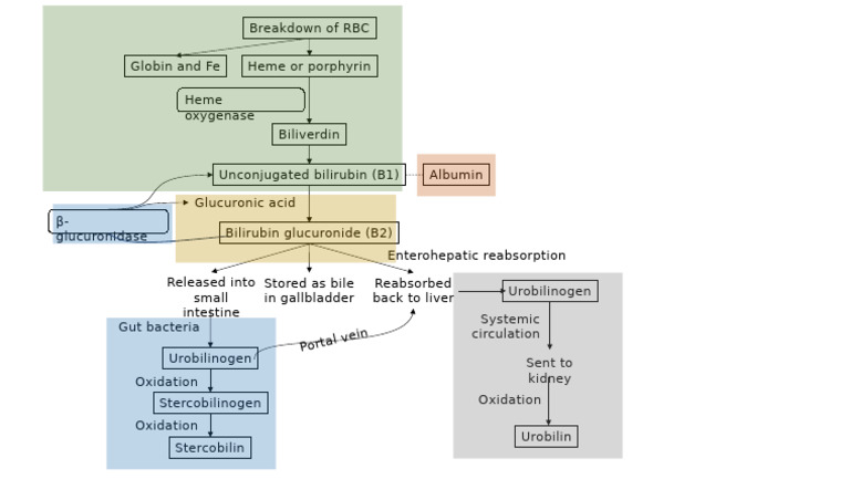 RBC Breakdown: Heme to Bilirubin Process | PDF