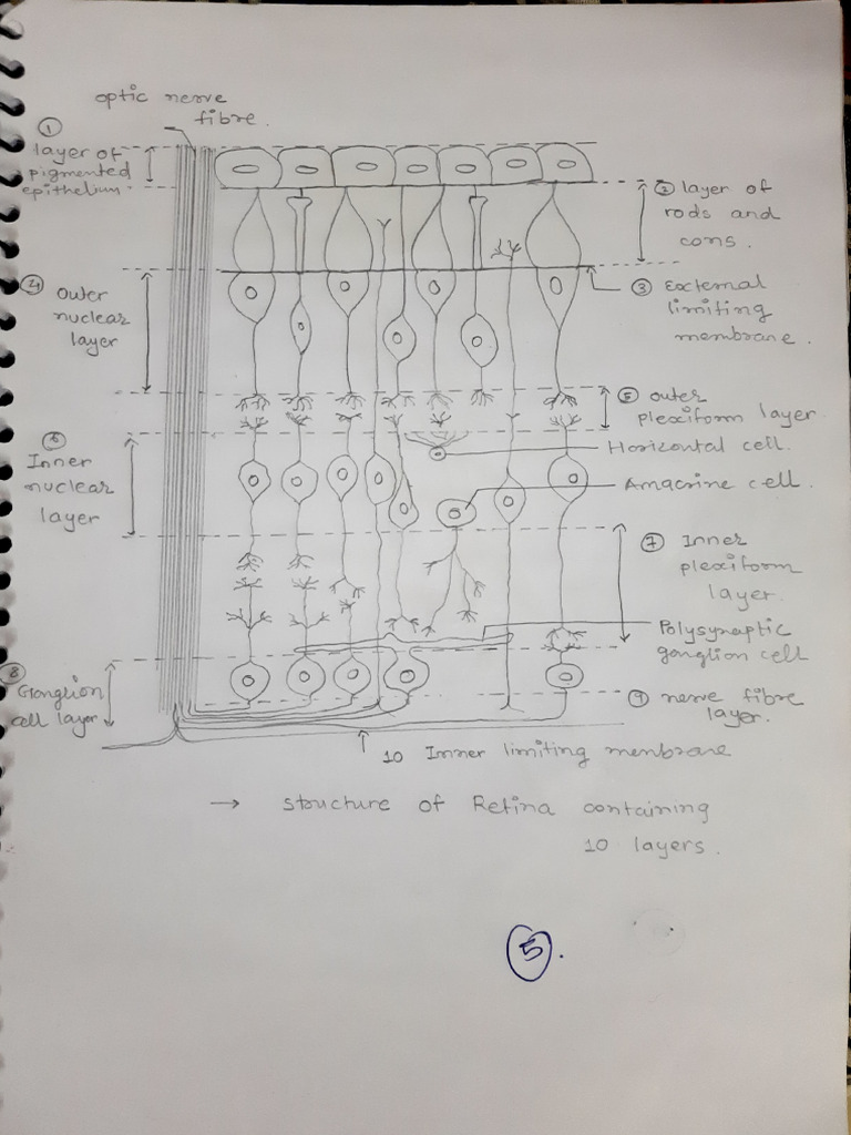Normal Eye Anatomy Overview | PDF | Human Anatomy | Visual System