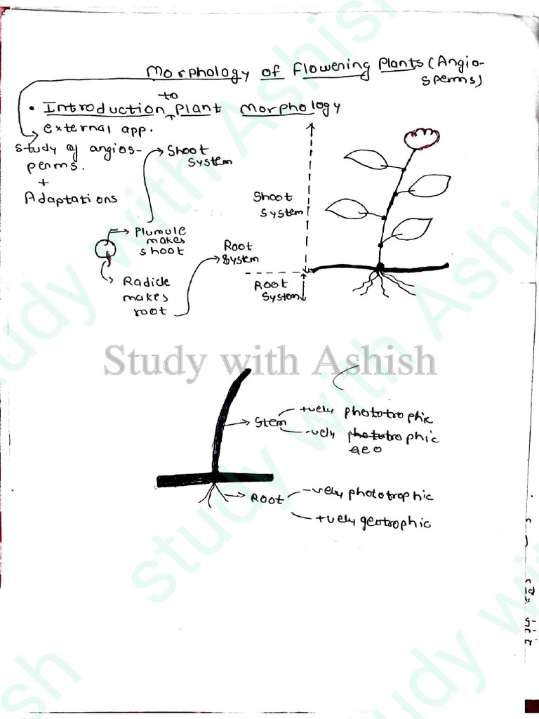 Morphology of Flowering Plants | PDF