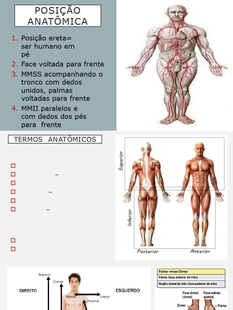 Anatomia: Posição e Planos do Corpo | PDF