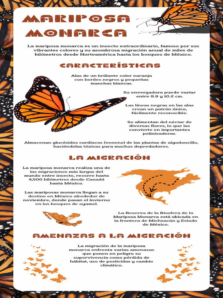 Características De La Mariposa Monarca – Mariposa Monarca Mexico – FSWUV
