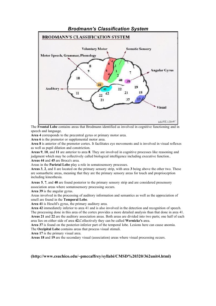 Brodmann's Areas and Brain Functions | PDF | Language Arts & Discipline ...