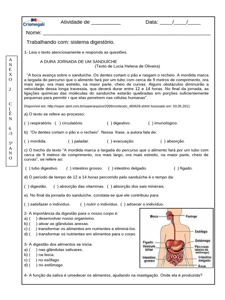 Atividades sobre o Sistema Digestório 5º Ano | PDF | Digestão | Sistema ...
