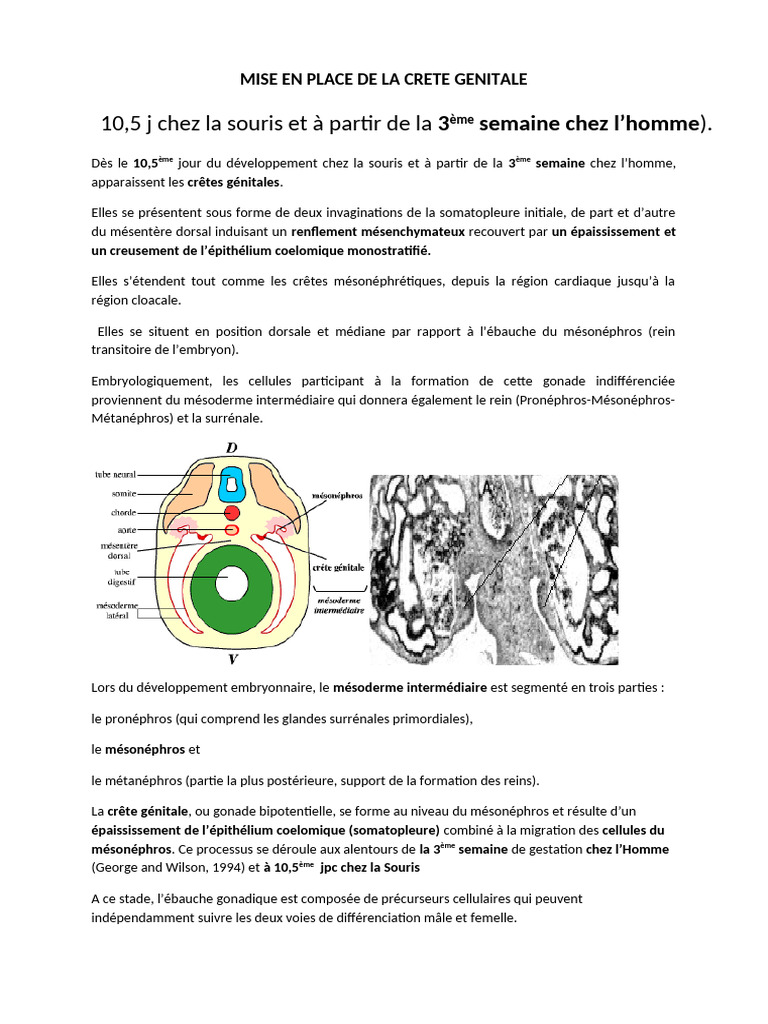Formation de la crête génitale embryonnaire | PDF | Gène | Processus ...