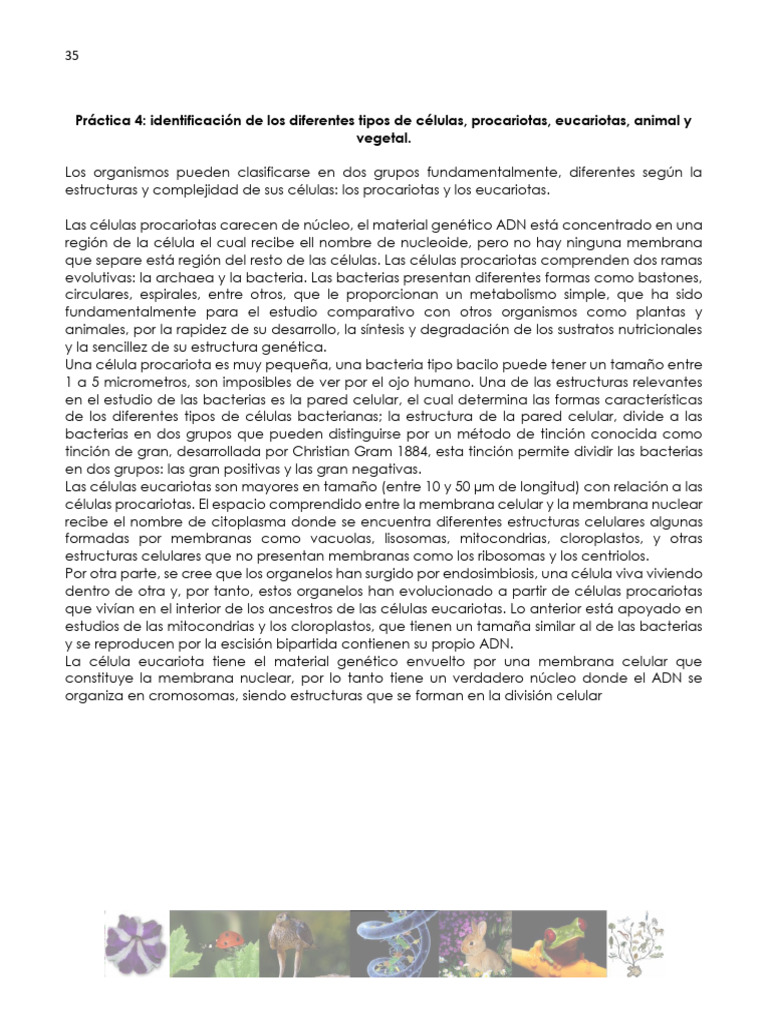 Tipos de Células: Procariotas y Eucariotas | PDF | Las bacterias ...