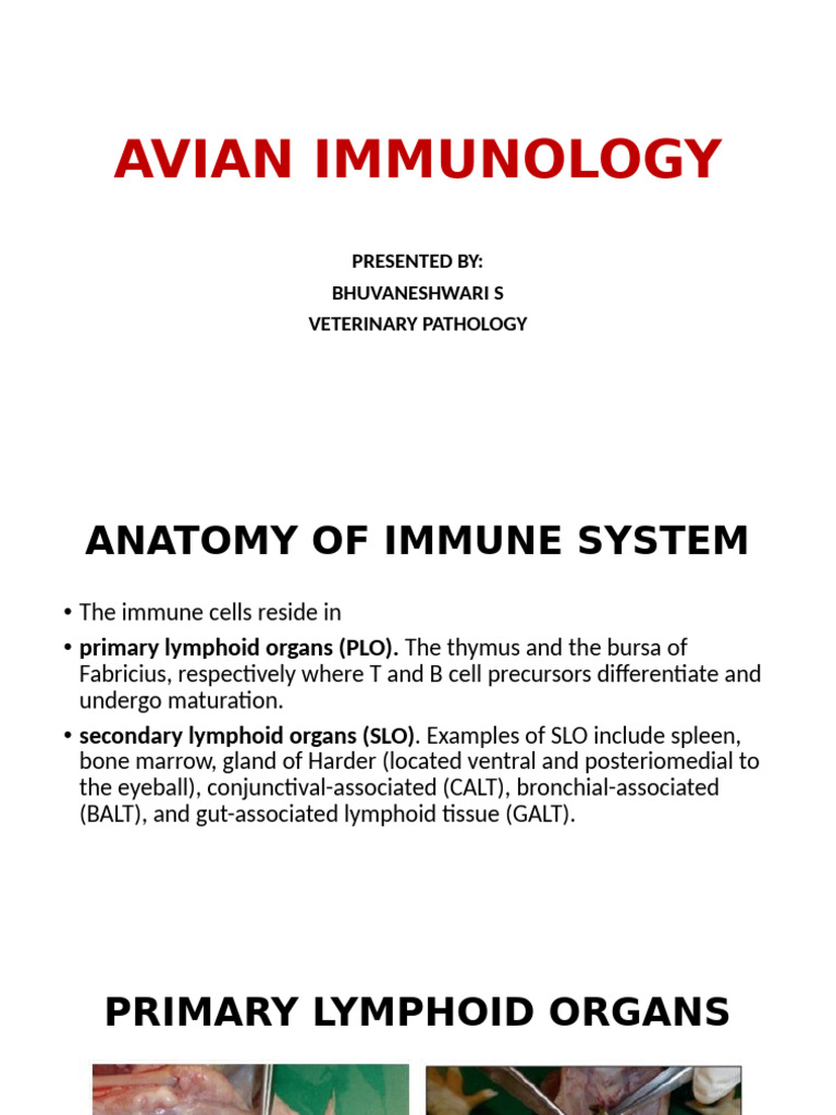 Avian Immunology Overview and Mechanisms | PDF | Immune System | Antibody