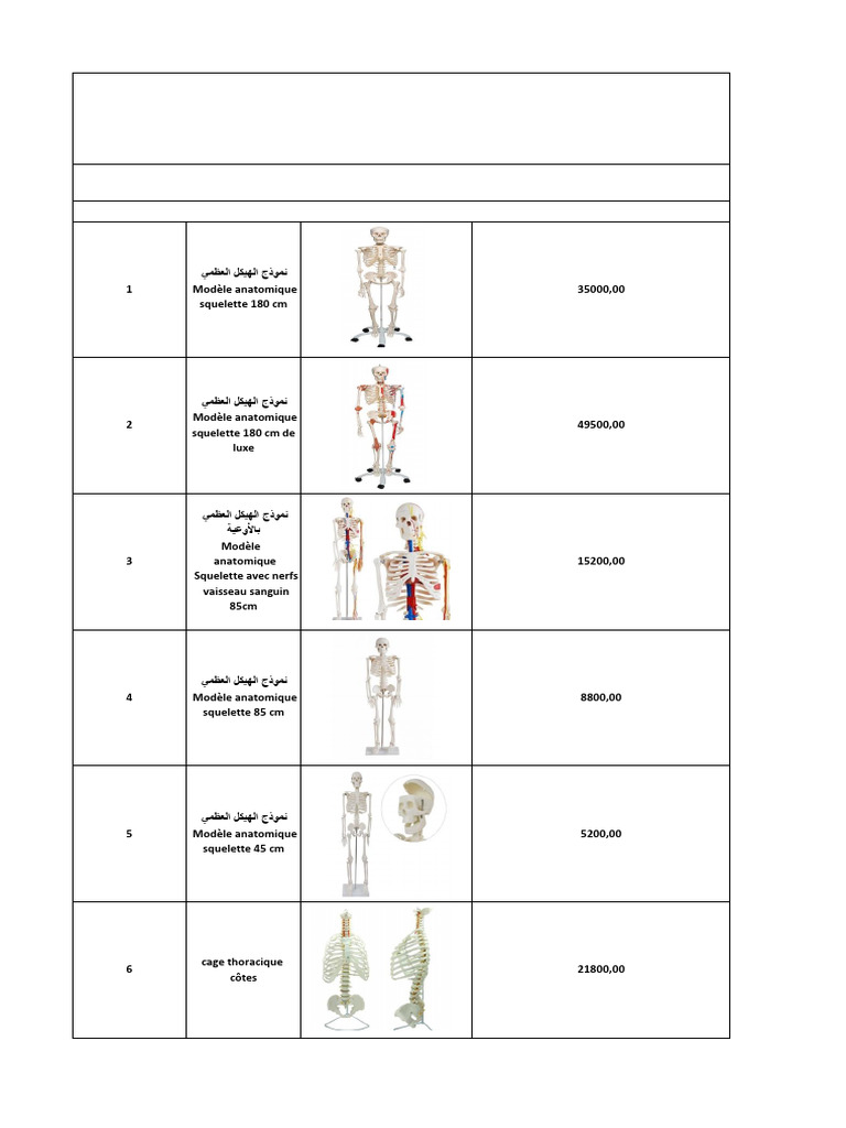 Maquettes anatomiques du corps humain | PDF | Squelette | Colonne ...