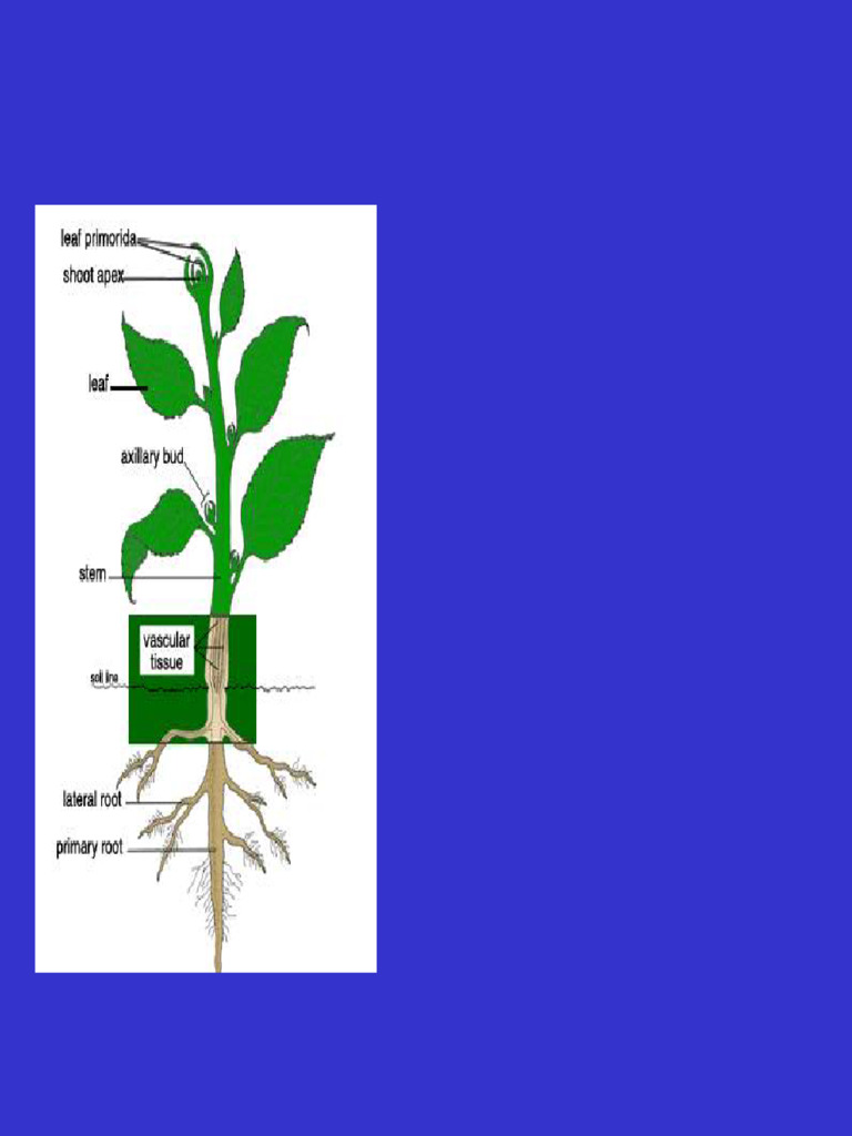 Tree Physiology and Growth | PDF | Root | Stoma