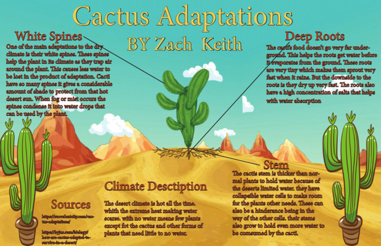 Cactus Adaptations for Desert Survival | PDF | Desert | Earth Sciences