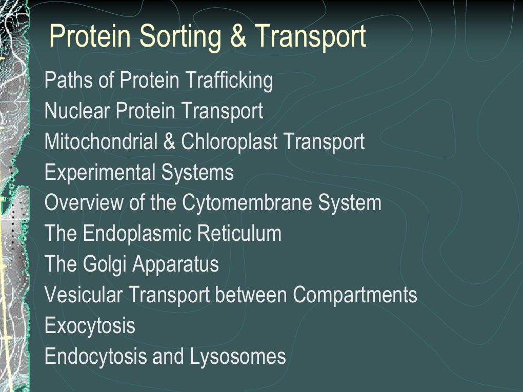 Protein Sorting and Trafficking Overview | PDF | Protein Targeting ...