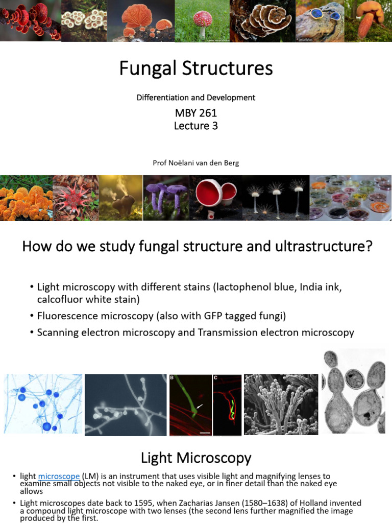 Fungal Structure and Conidiogenesis Insights | PDF | Microscope ...