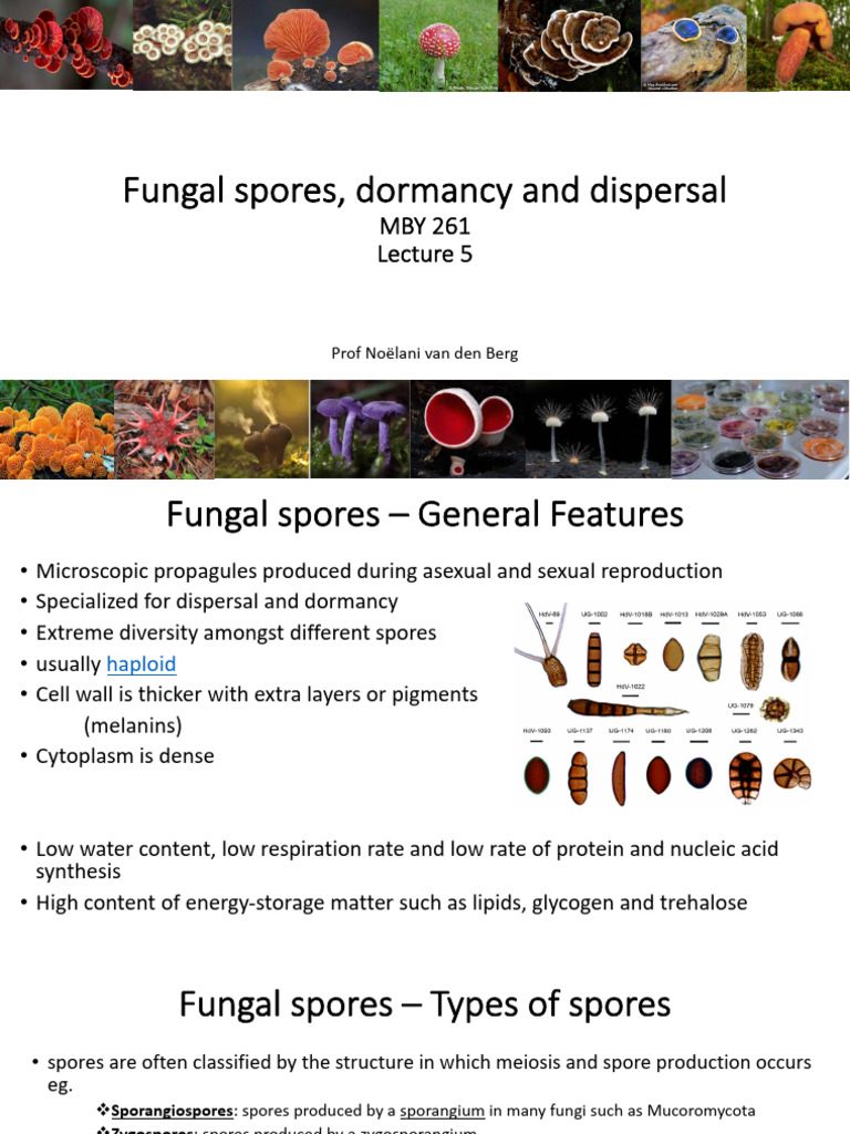 Fungal Spores: Types and Dispersal Mechanisms | PDF | Fungus | Spore