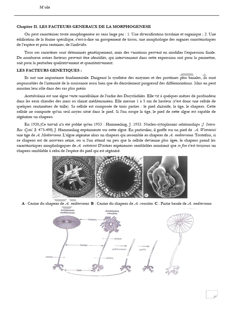 facteurs-de-morphogen-se-et-polarit-pdf-feuille-racine