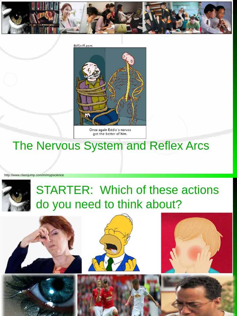 5.1.10. The Nervous System and Reflex Arcs | PDF | Nerve | Senses