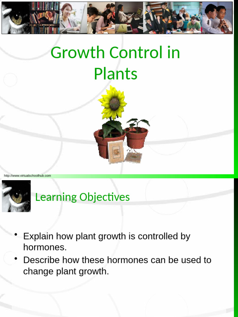Control in Plants | PDF | Auxin | Root
