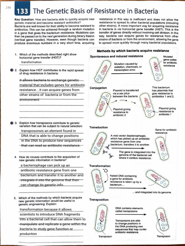 Kami Export - Niyati Naveen - Horizontal Gene Transfer | PDF | Bacteria ...