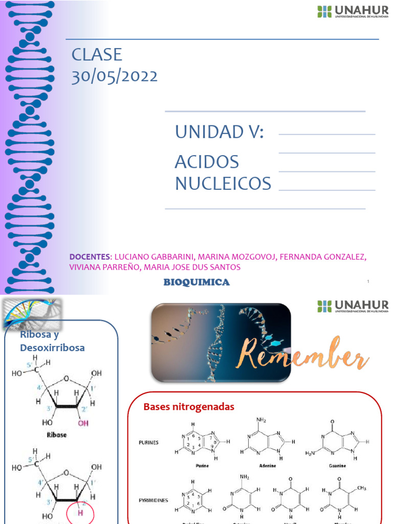Clase Acidos Nucleicos - Clase 1 - 2024 | PDF | Adn | Hibridación de ...
