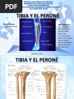 Anatomía Del Peroné | PDF