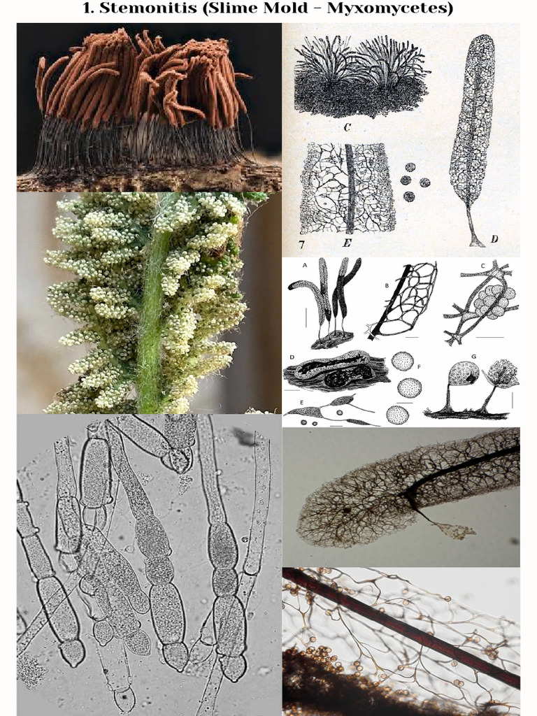 Mycology Practical Diagrams | PDF