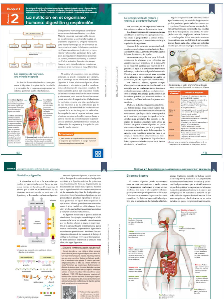 Digestion Pdf