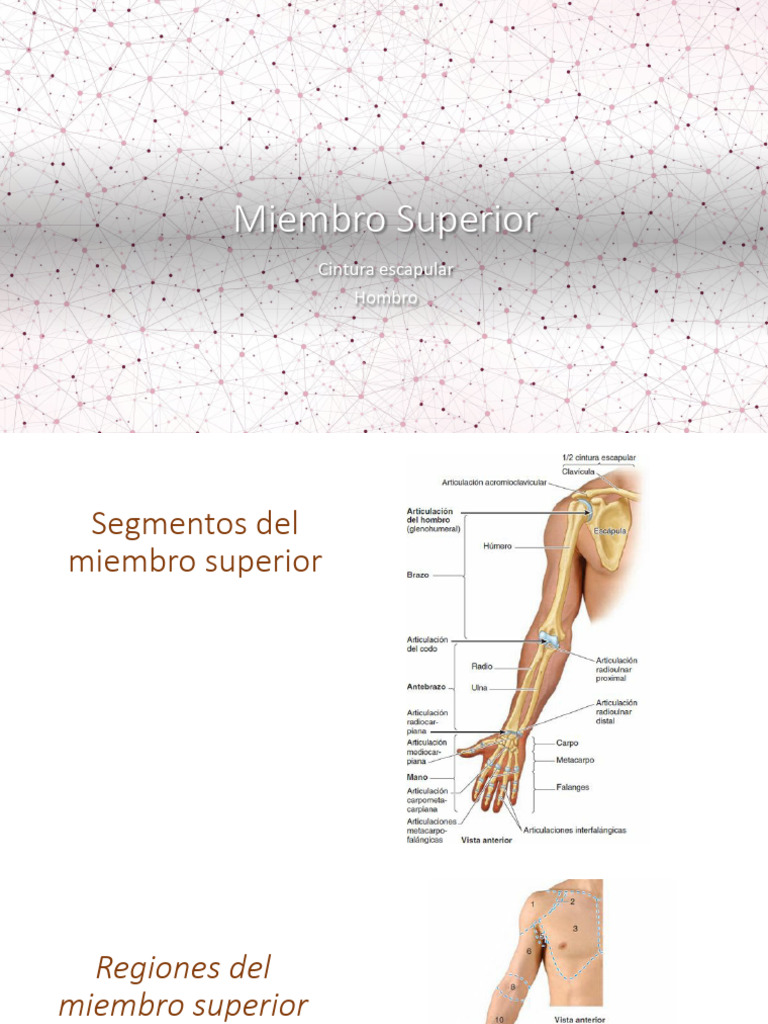 Anatomía del Miembro Superior | PDF | Hombro | Anatomía humana